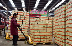 邢臺水果批發(fā)市場手動叉車搬運(yùn)貨物